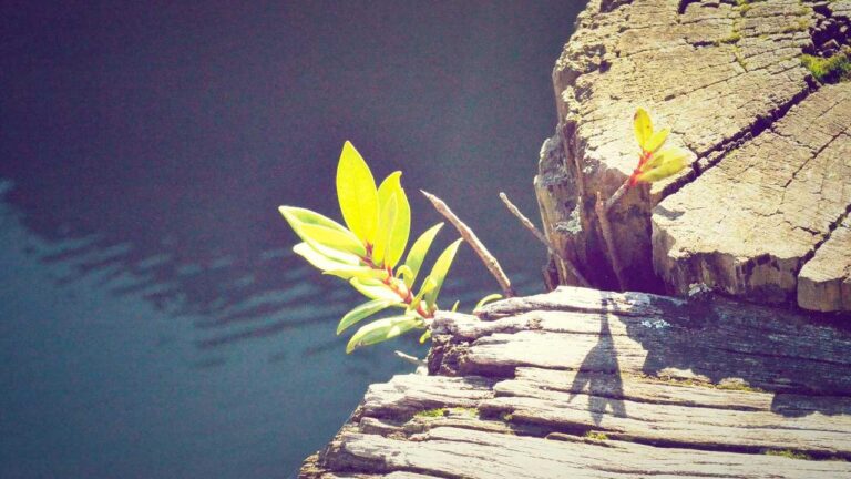 What Is The Correct Procedure To 99Exch Create Password Securely?